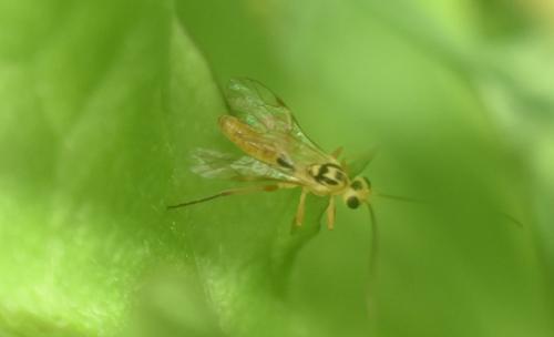 Campodorus paradiesensis